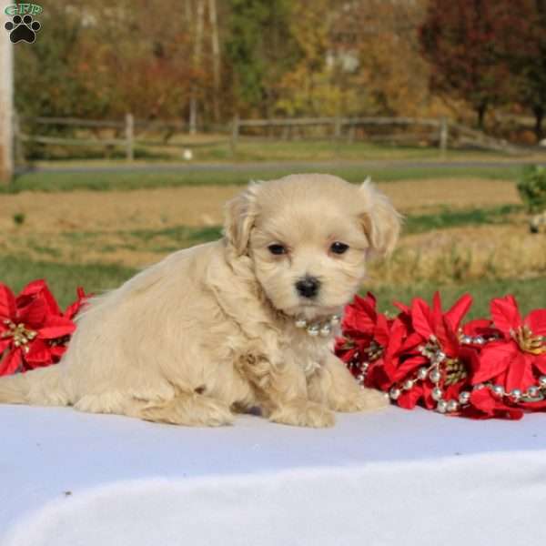 Mario, Maltipoo Puppy